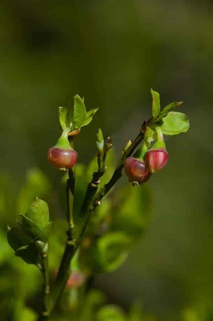 Vaccinium myrtillus