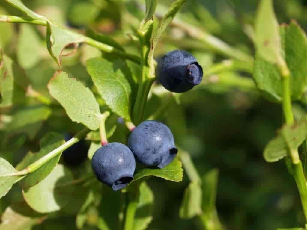 Vaccinium myrtillus