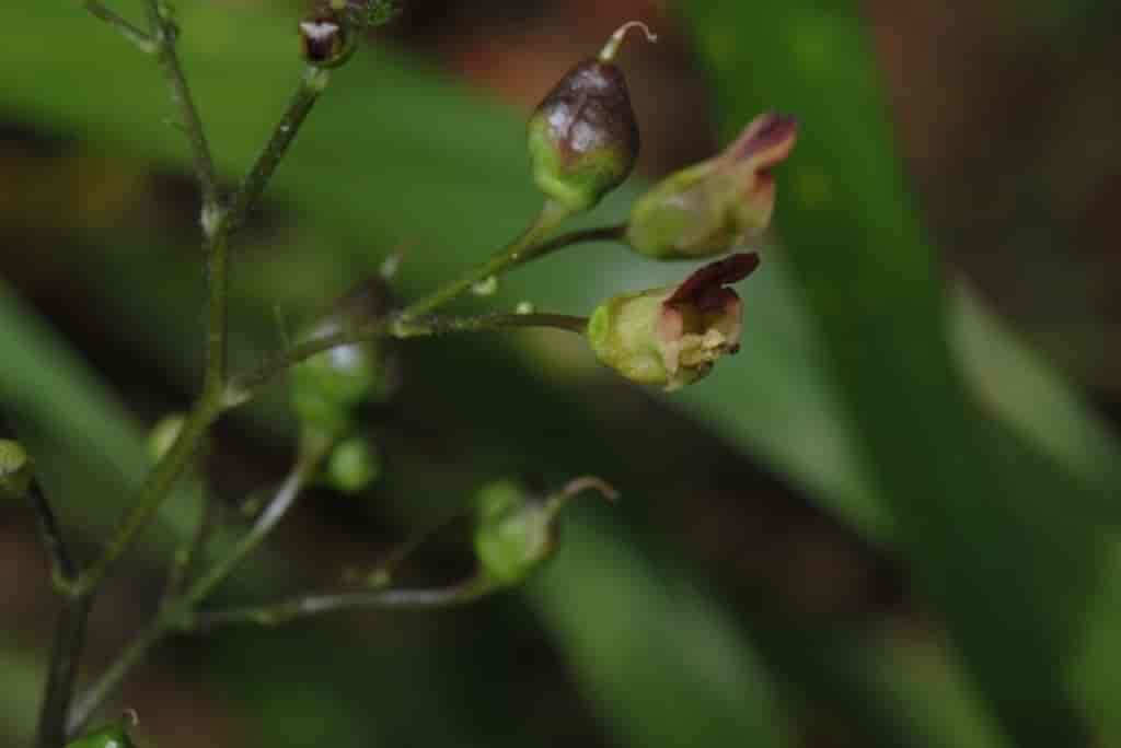 Scrophularia nodosa