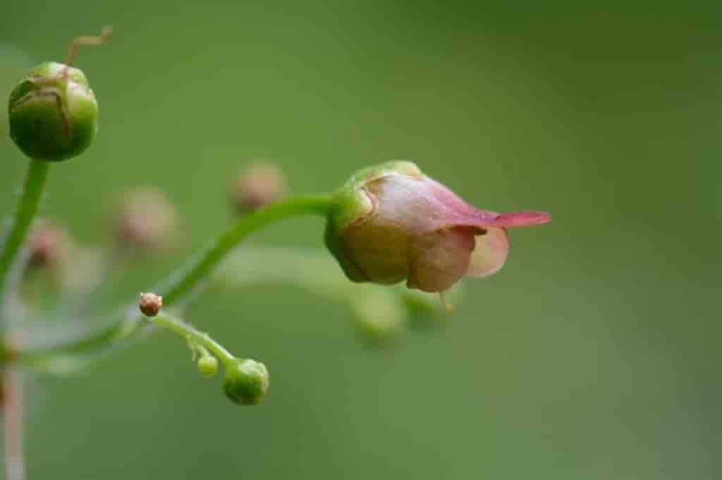 Scrophularia nodosa