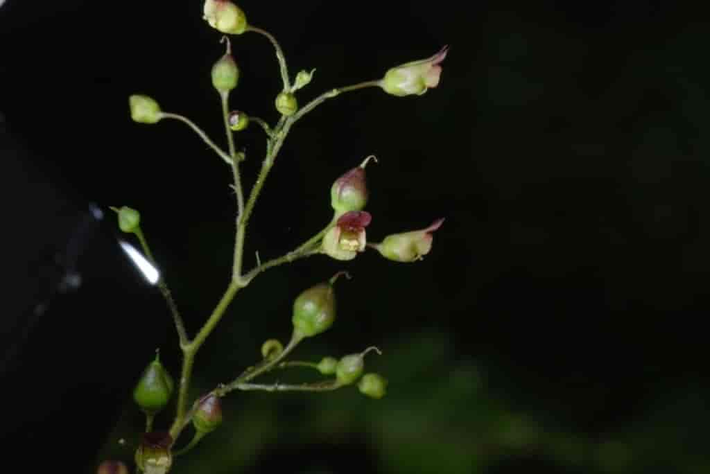 Scrophularia nodosa