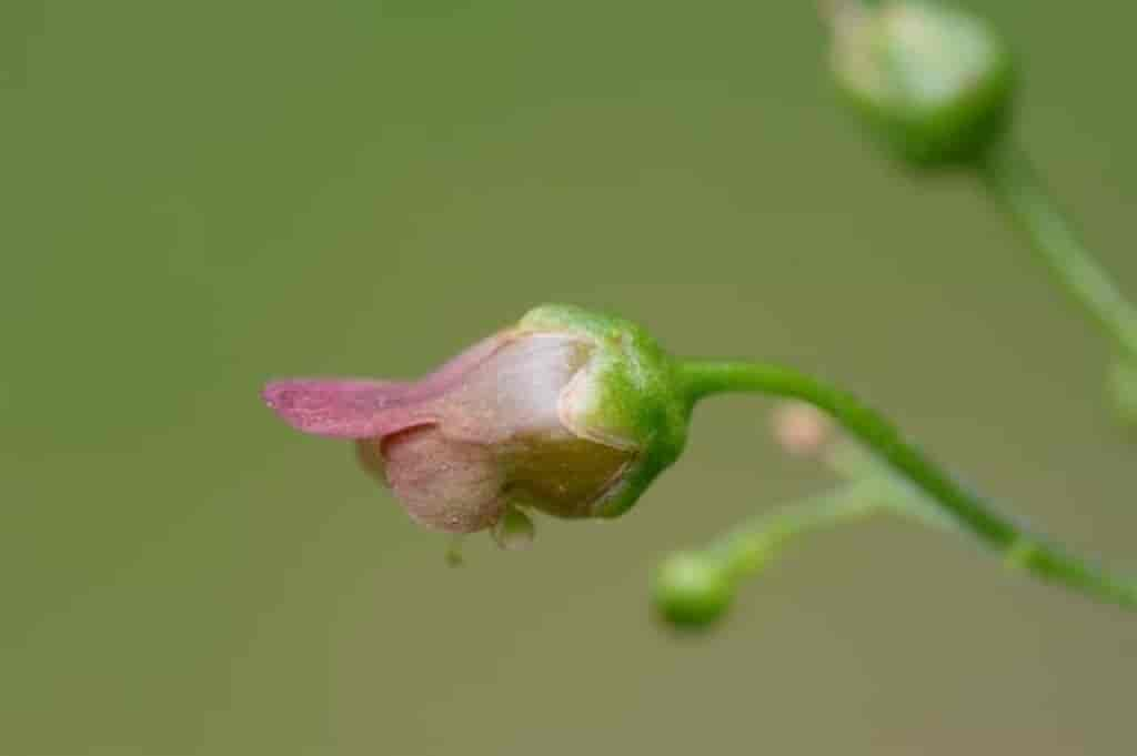 Scrophularia nodosa