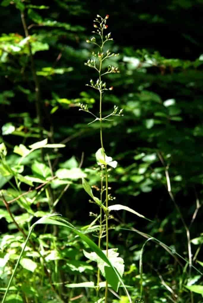 Scrophularia nodosa