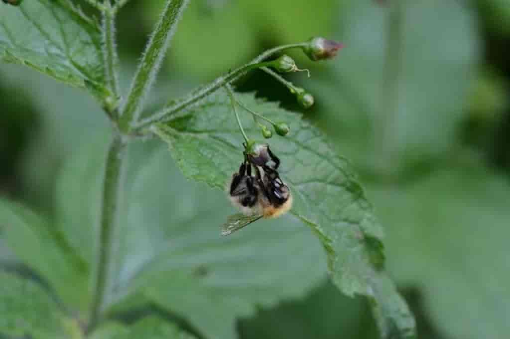 Scrophularia nodosa