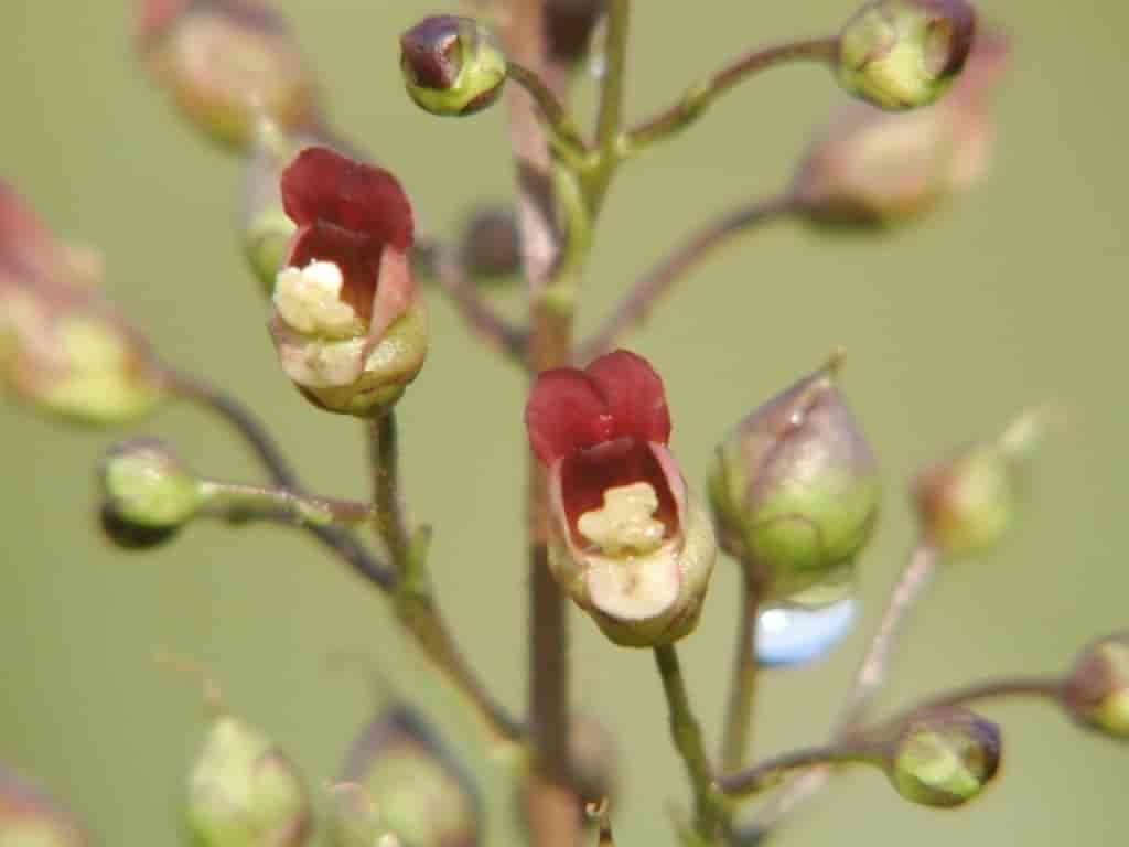 Scrophularia nodosa