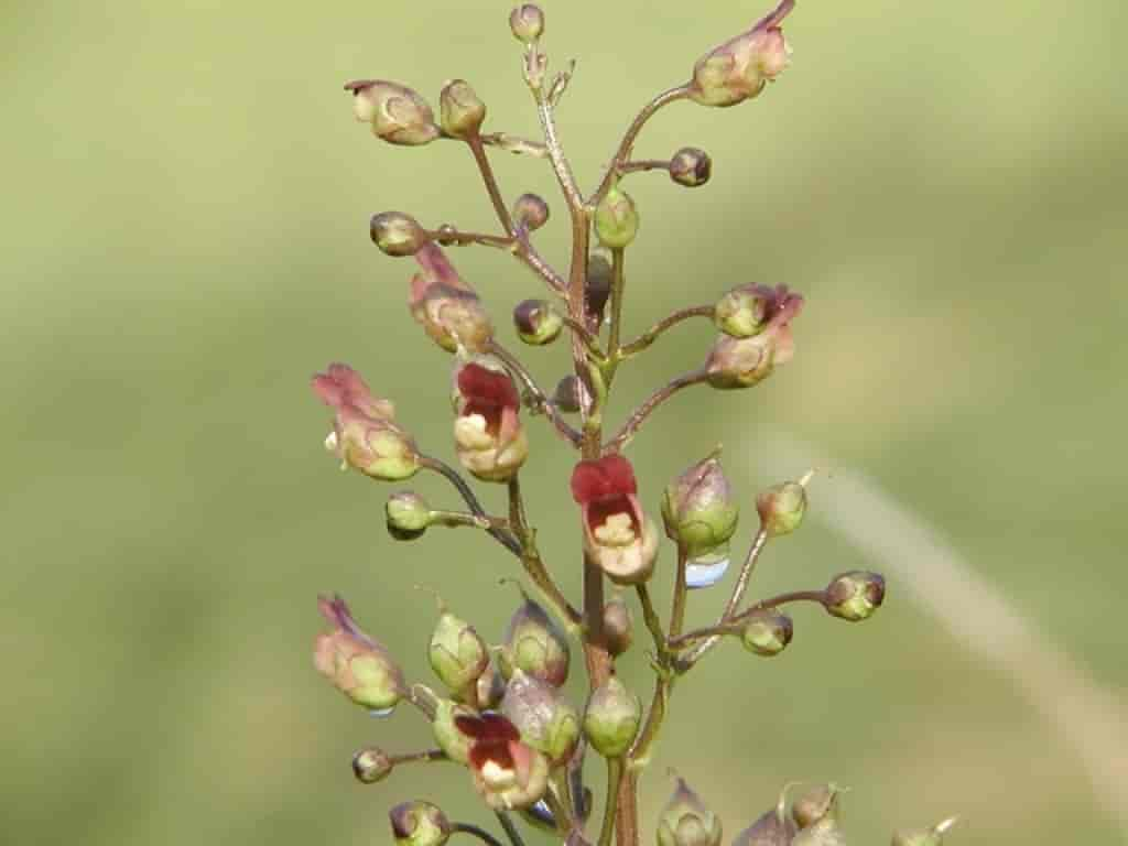 Scrophularia nodosa