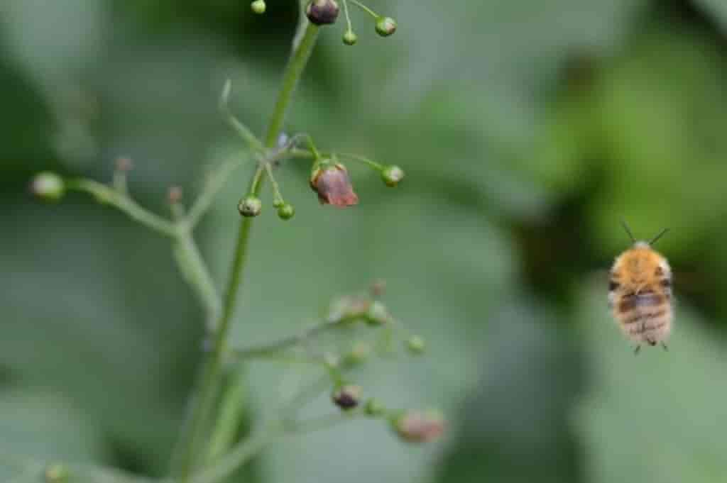 Scrophularia nodosa