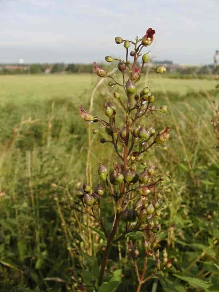 Scrophularia nodosa