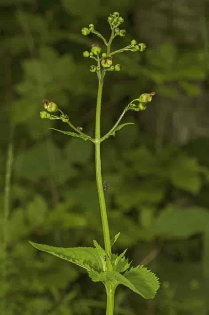 Scrophularia nodosa