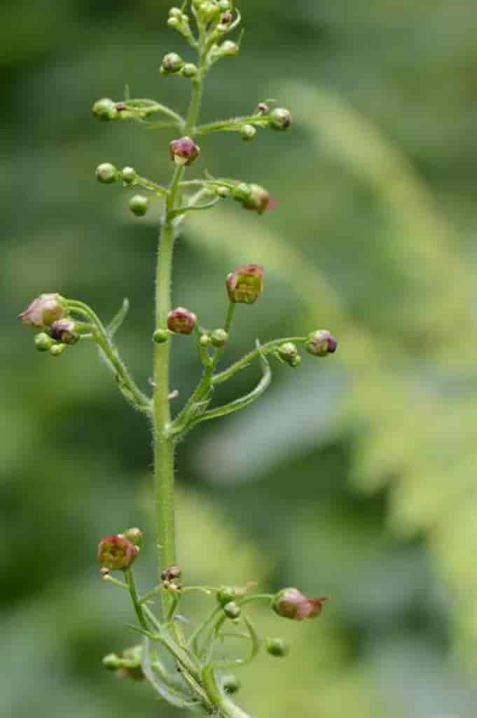 Scrophularia nodosa