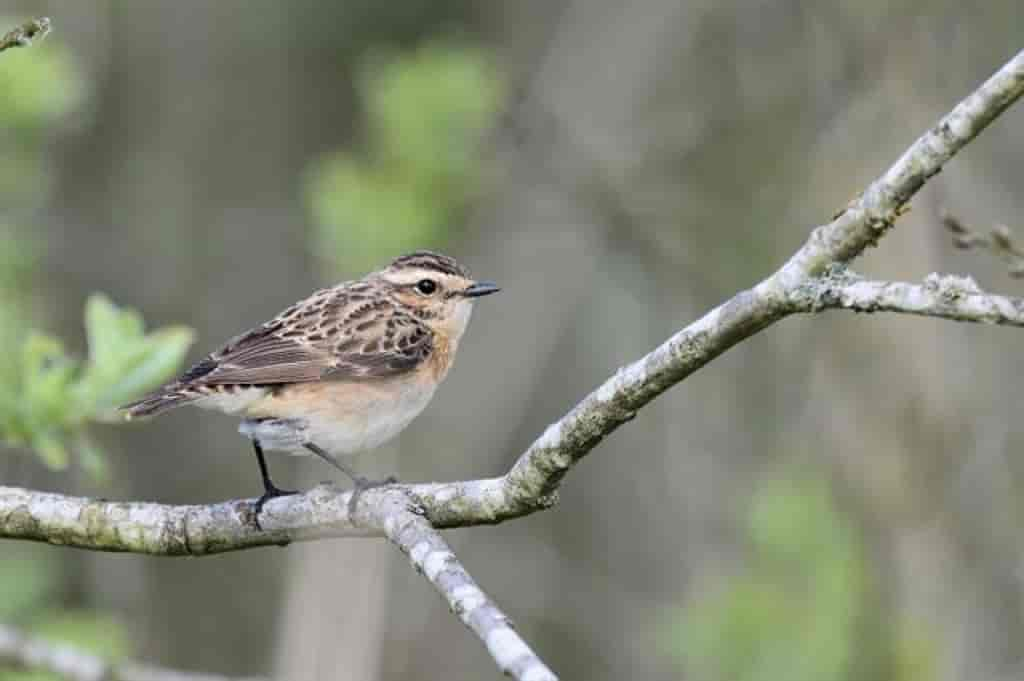 Saxicola rubetra