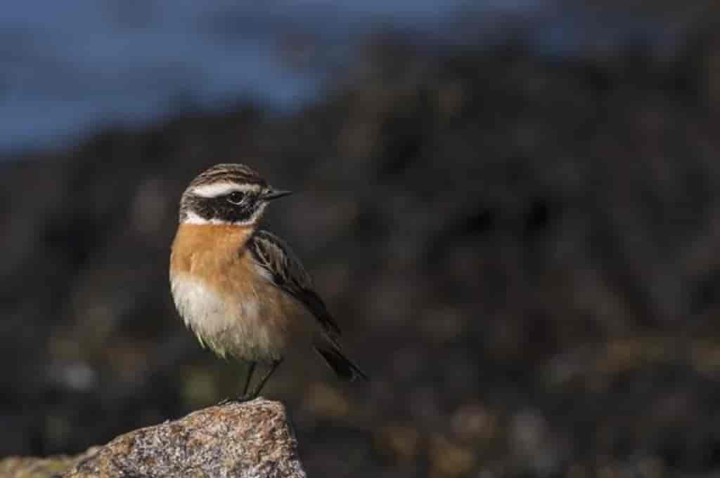 Saxicola rubetra