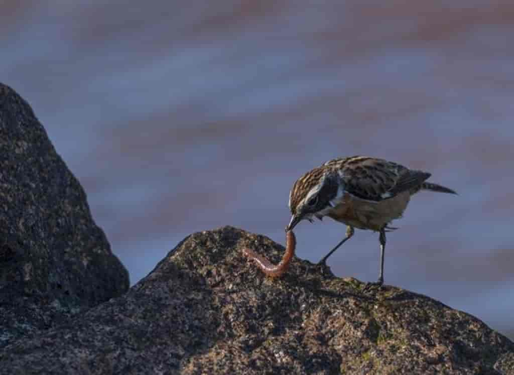 Saxicola rubetra