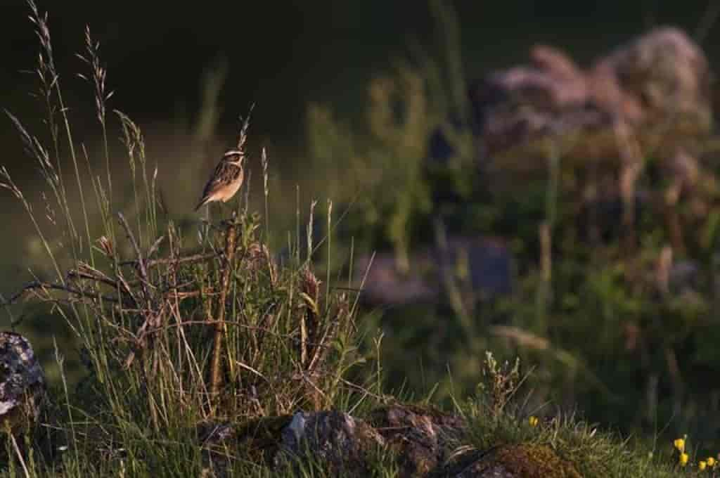 Saxicola rubetra