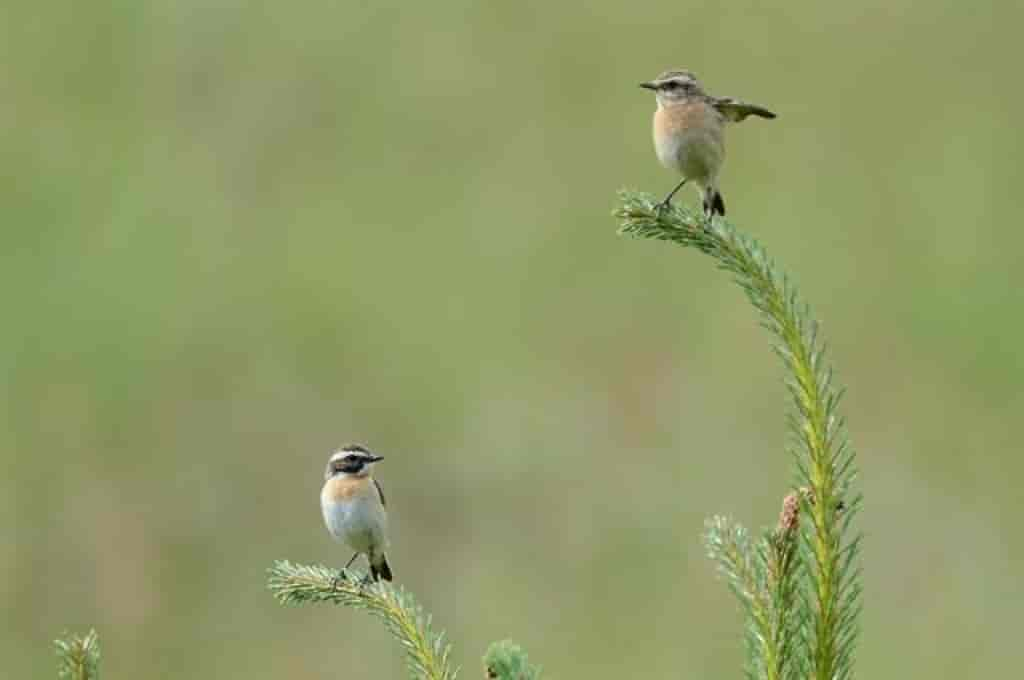 Saxicola rubetra