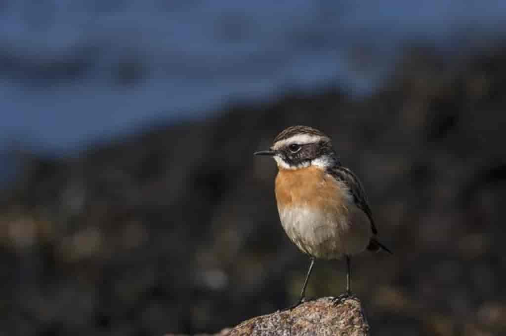 Saxicola rubetra