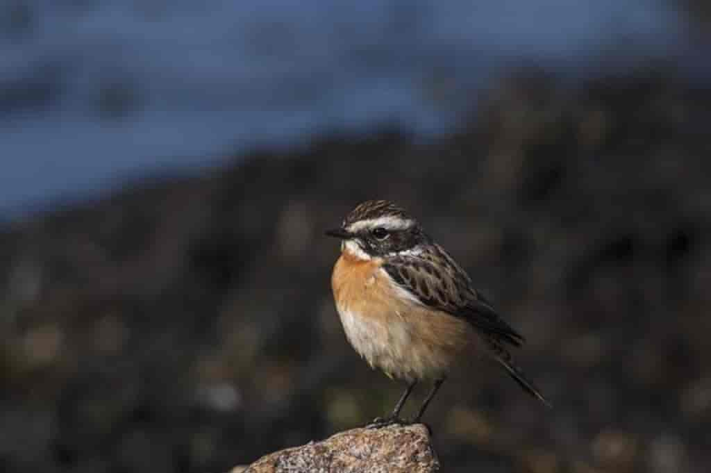 Saxicola rubetra