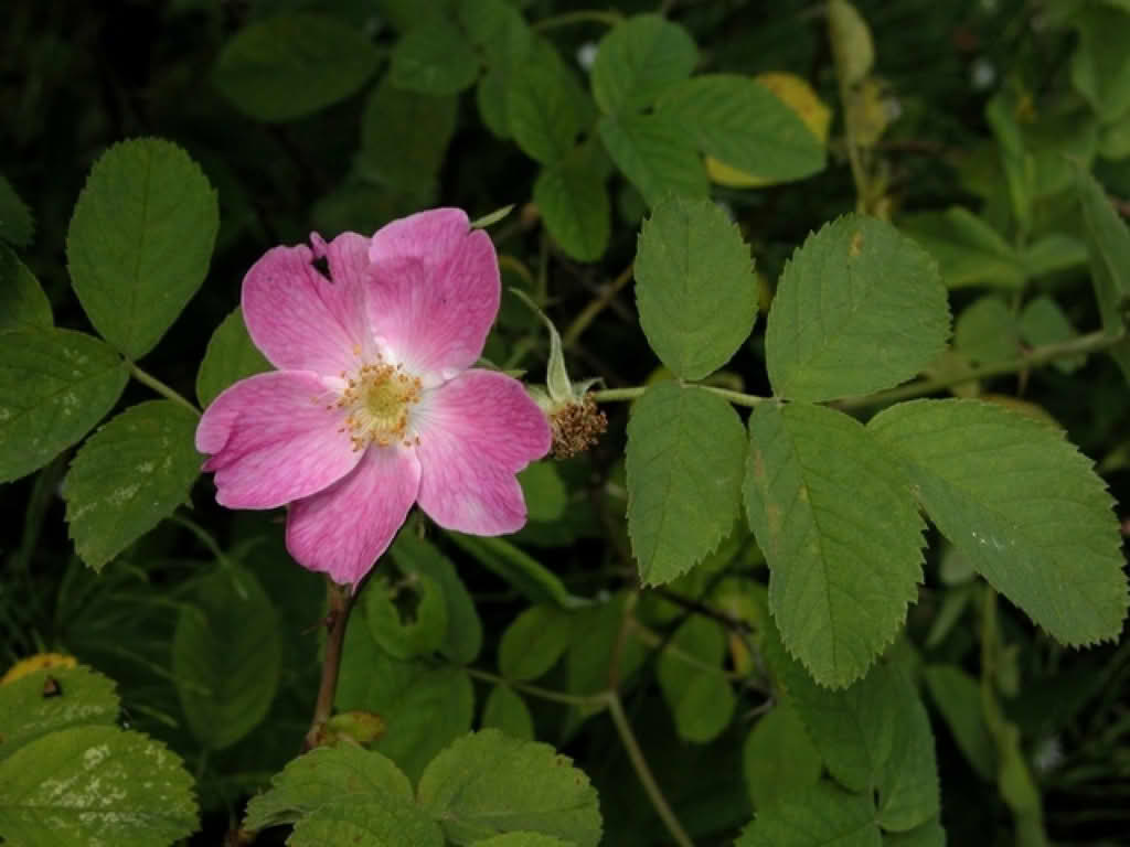 Rosa villosa ssp. mollis