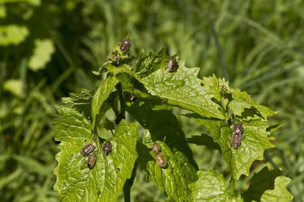 Dolycoris baccarum