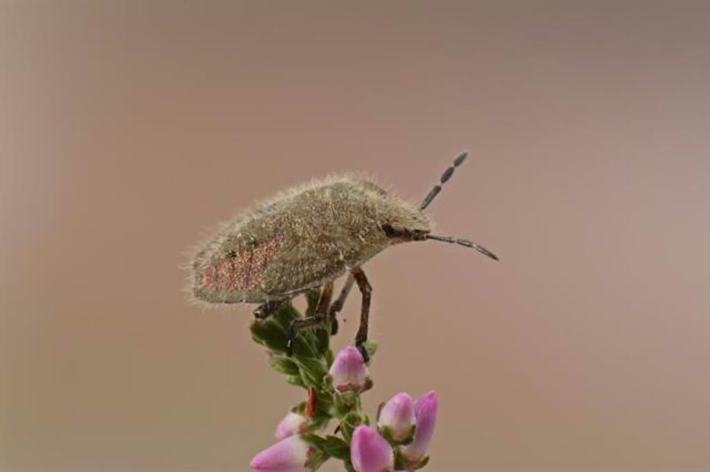 Dolycoris baccarum