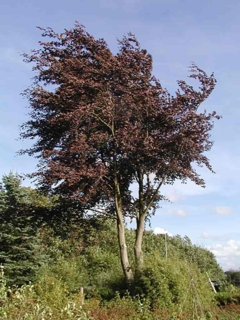 Fagus sylvatica (Atropunicea)