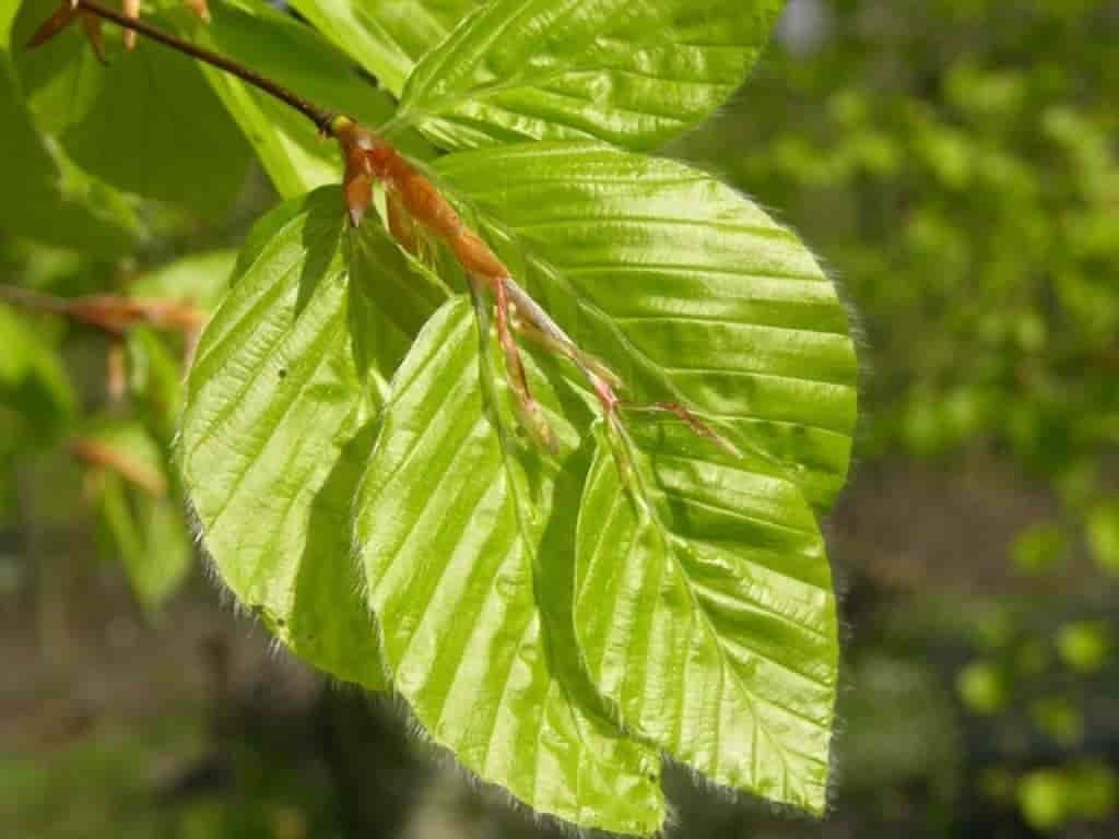 Fagus sylvatica