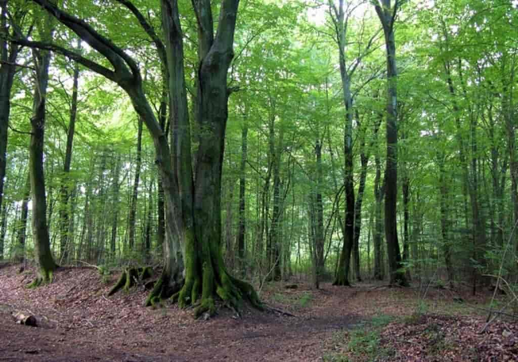 Fagus sylvatica