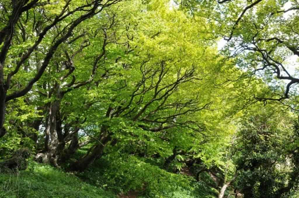 Fagus sylvatica