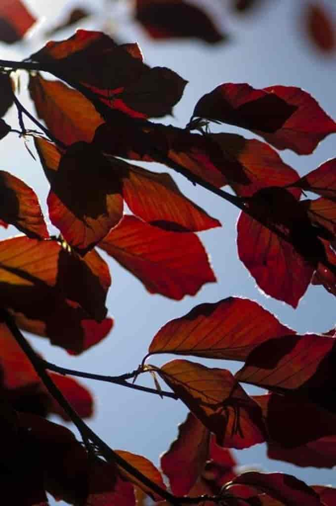 Fagus sylvatica (Atropunicea)