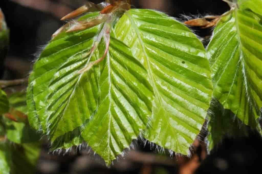 Fagus sylvatica