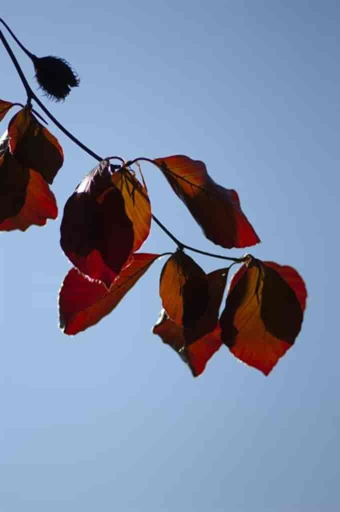 Fagus sylvatica (Atropunicea)