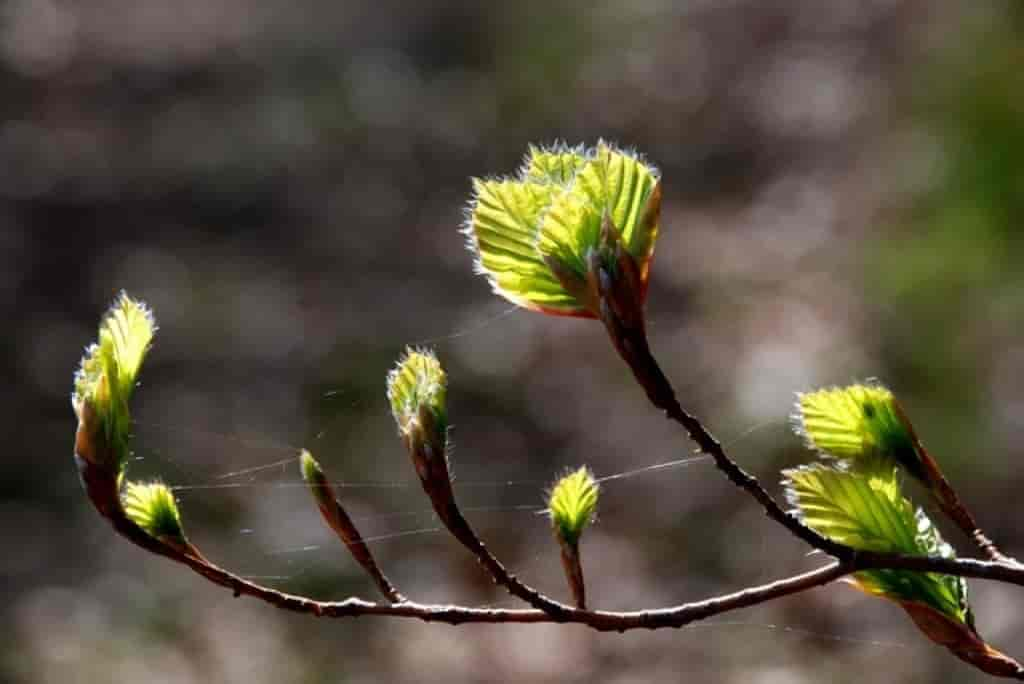 Fagus sylvatica