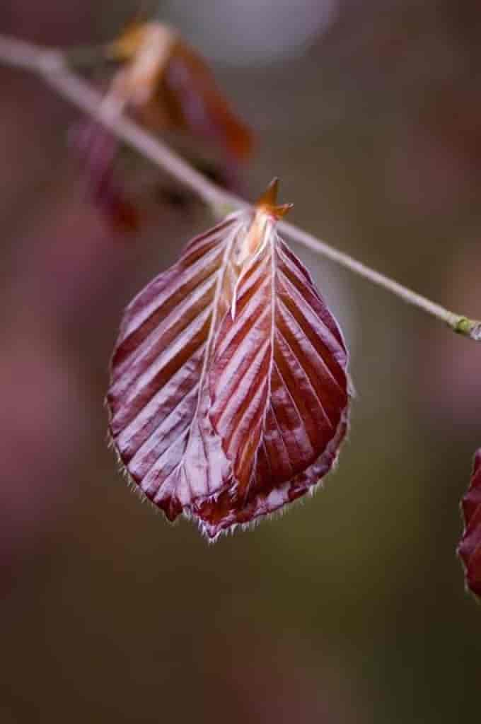 Fagus sylvatica (Atropunicea)