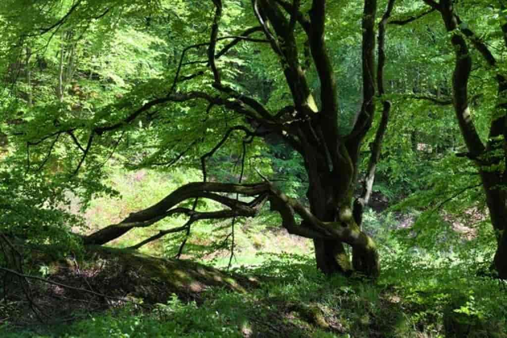 Fagus sylvatica