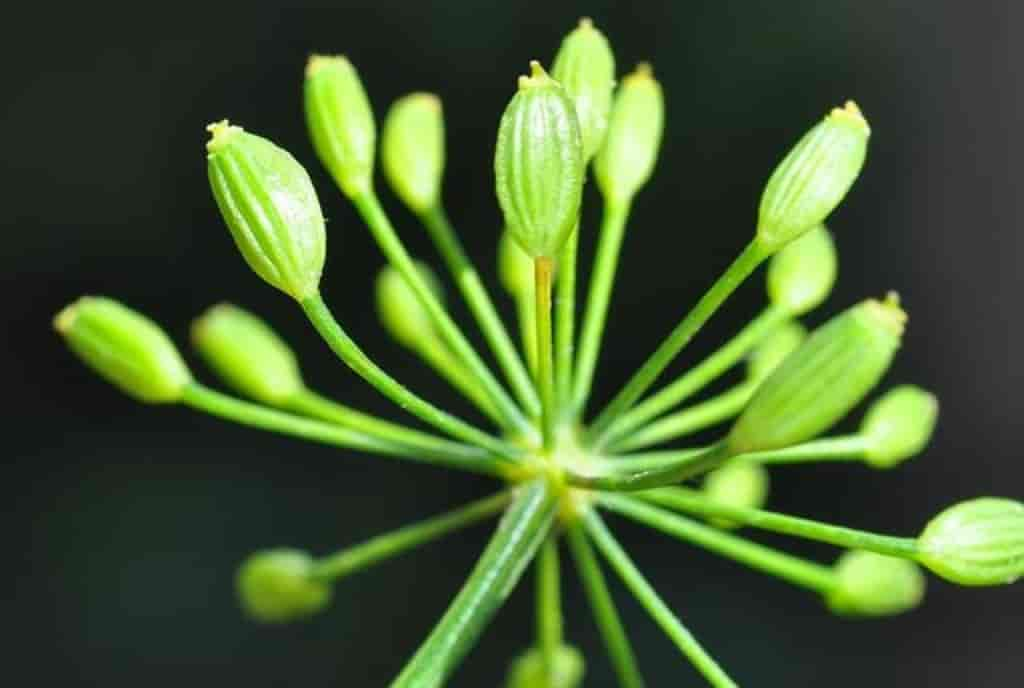 Anethum graveolens