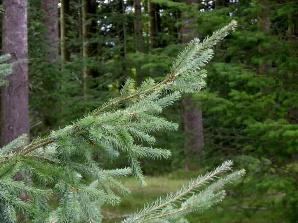 Pseudotsuga menziesii