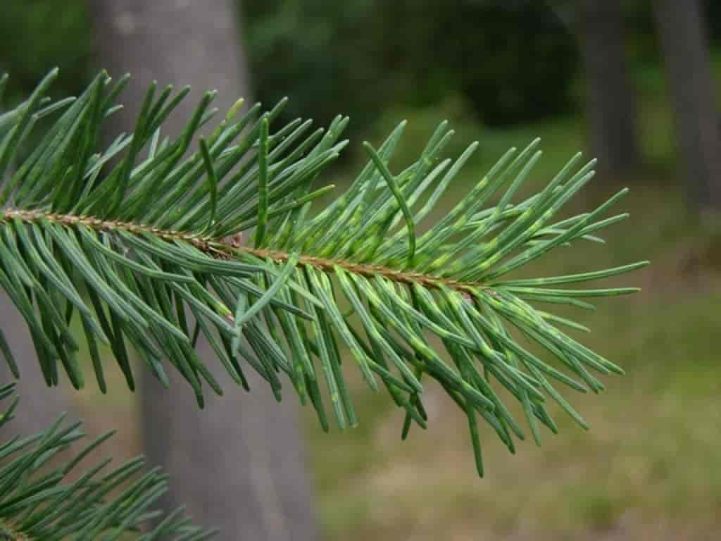 Pseudotsuga menziesii