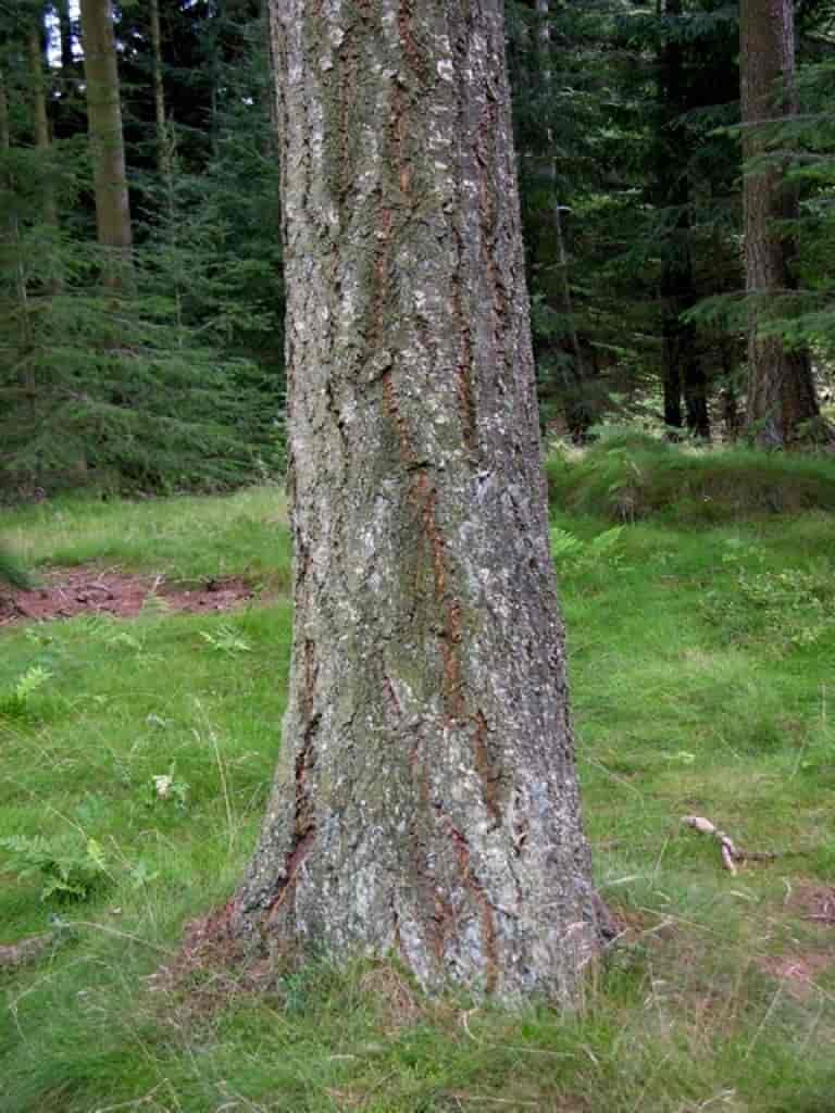 Pseudotsuga menziesii