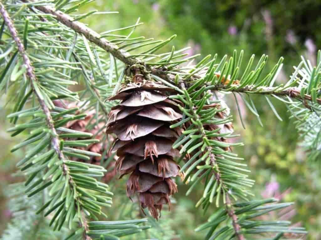 Pseudotsuga menziesii