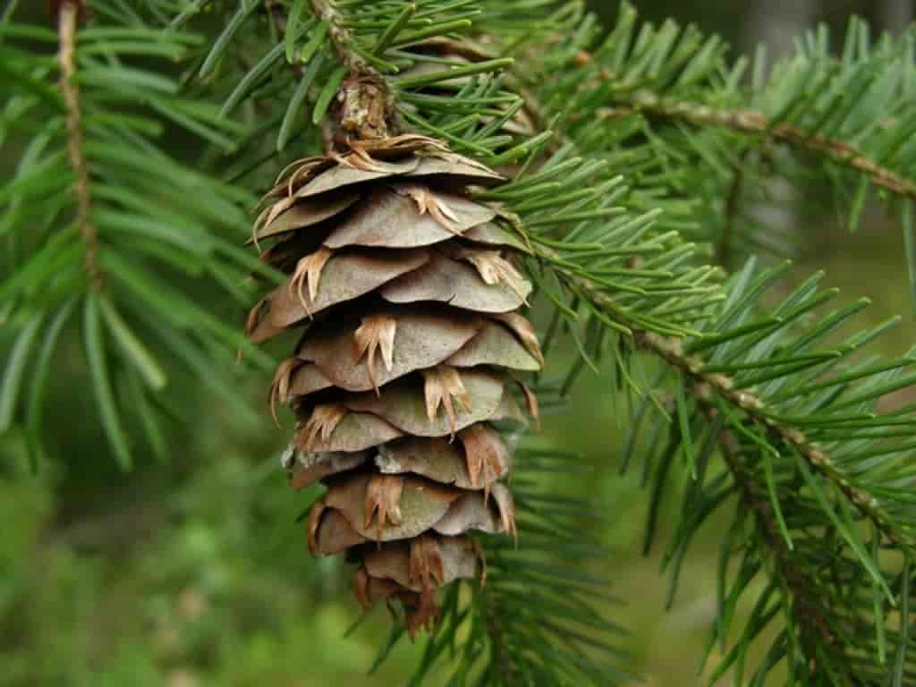 Pseudotsuga menziesii