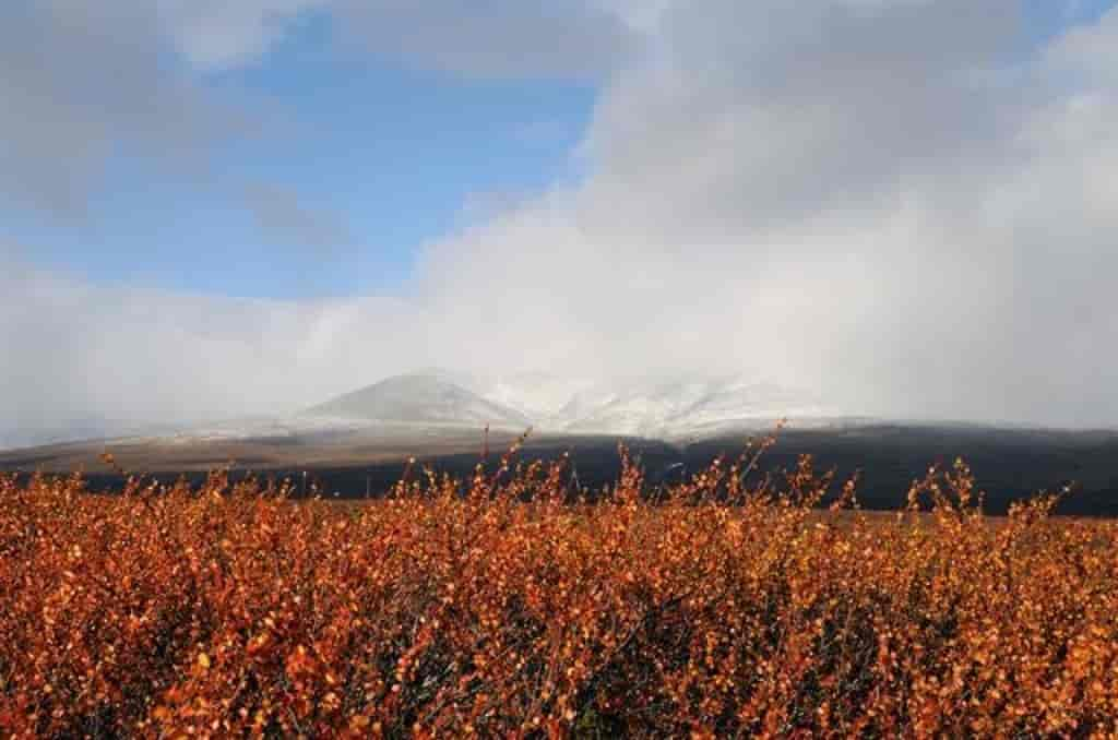 Betula nana