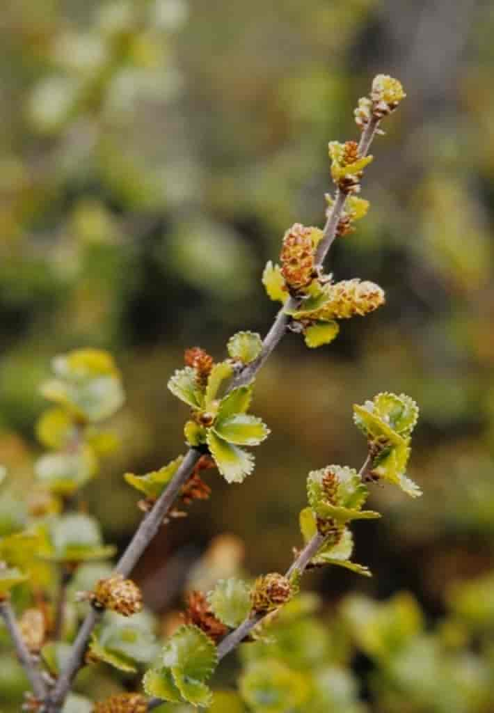 Betula nana