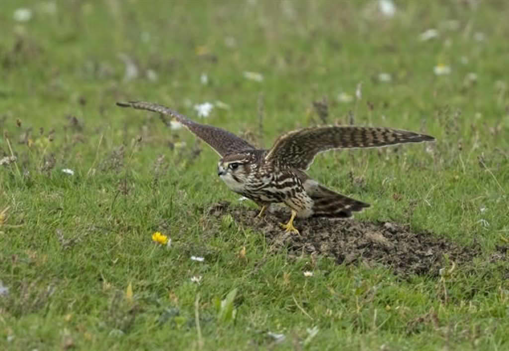 Falco columbarius