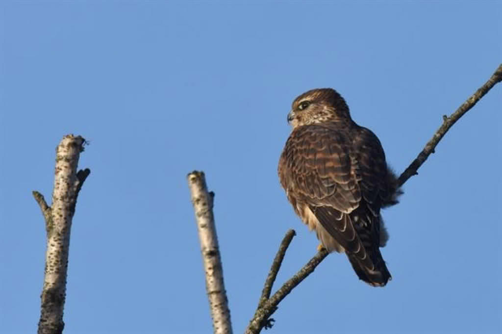 Falco columbarius