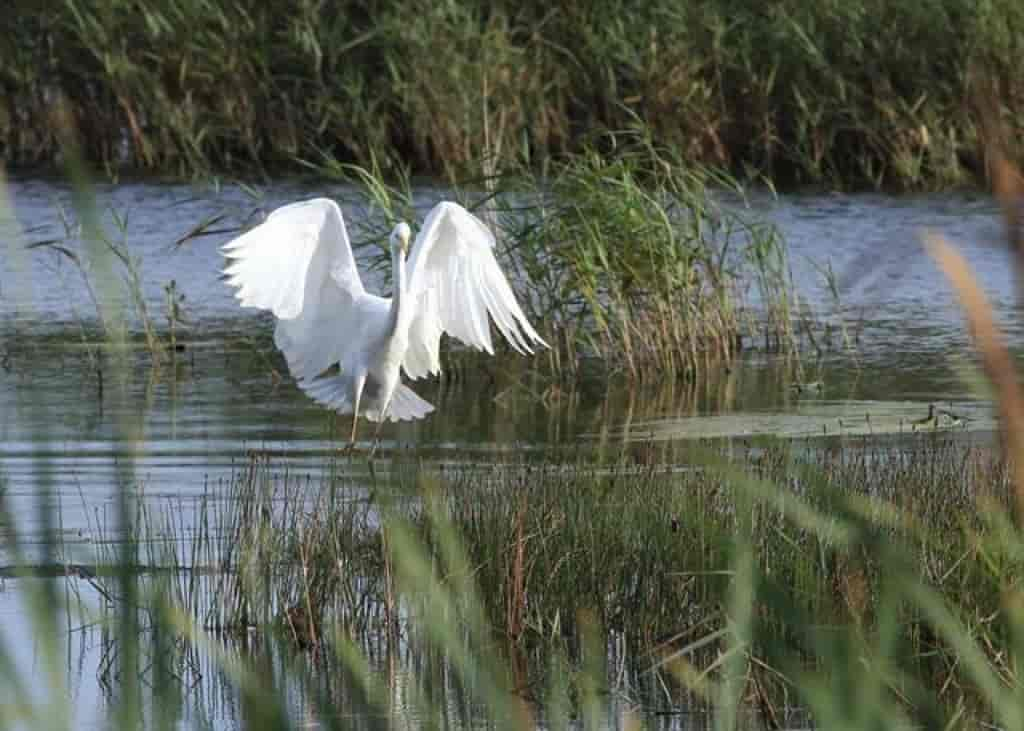 Ardea alba