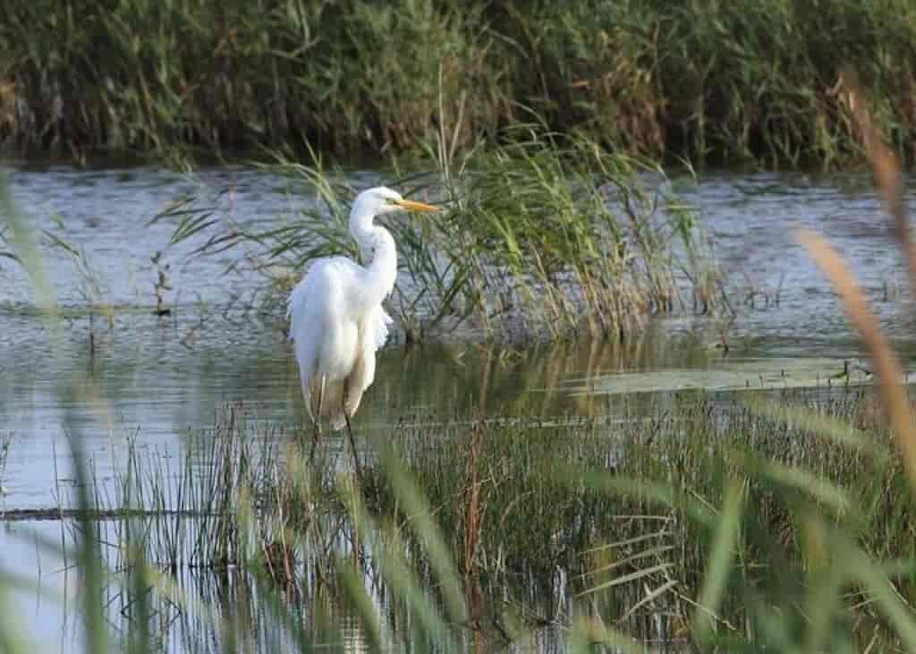 Ardea alba