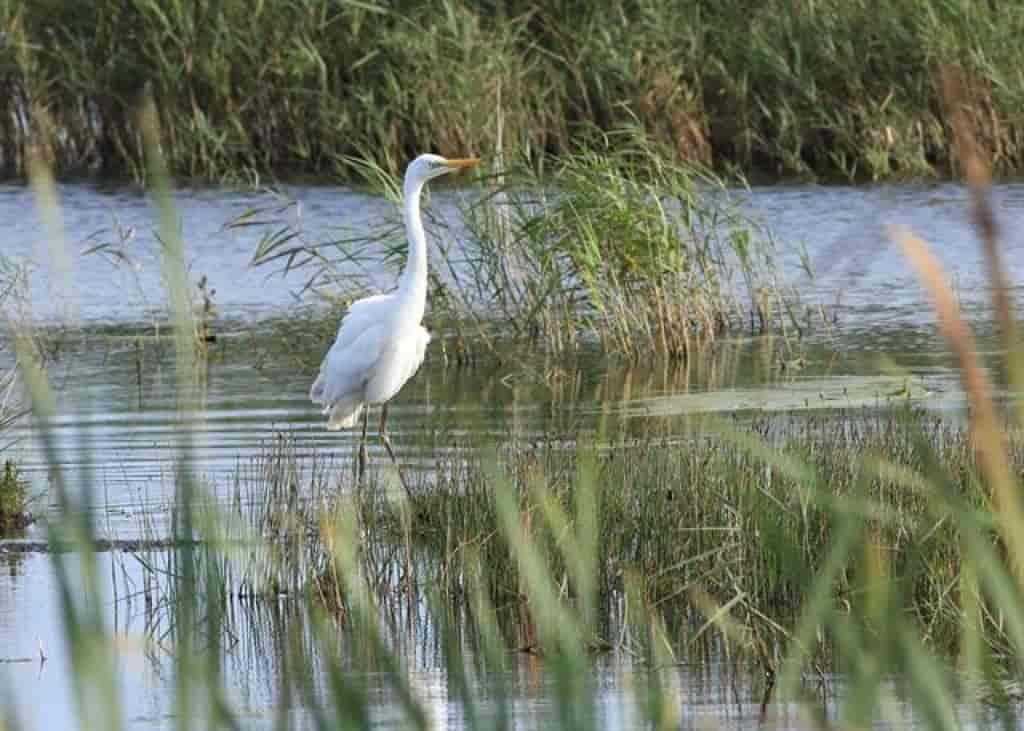 Ardea alba