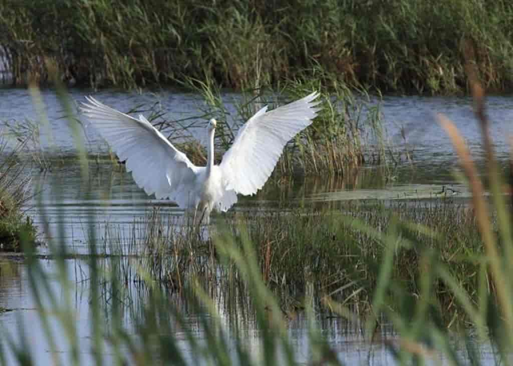 Ardea alba