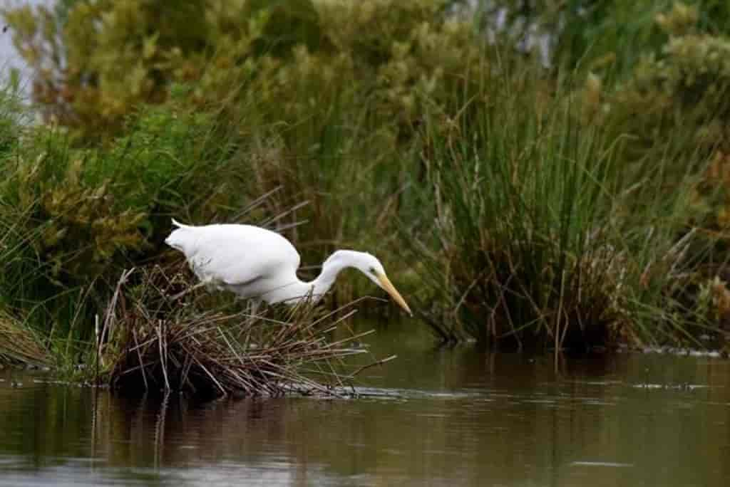 Ardea alba