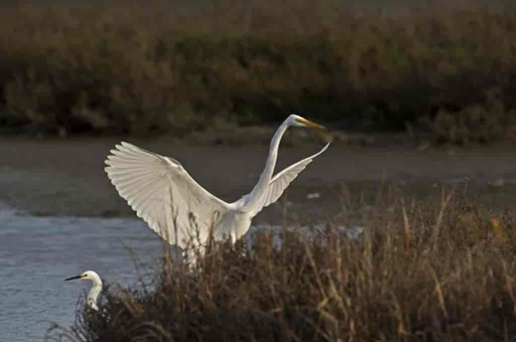 Ardea alba